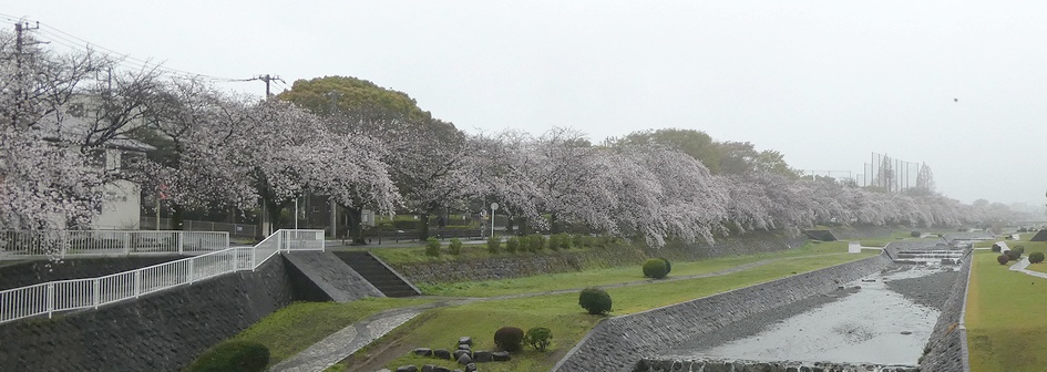 富士見大橋から見たの桜01