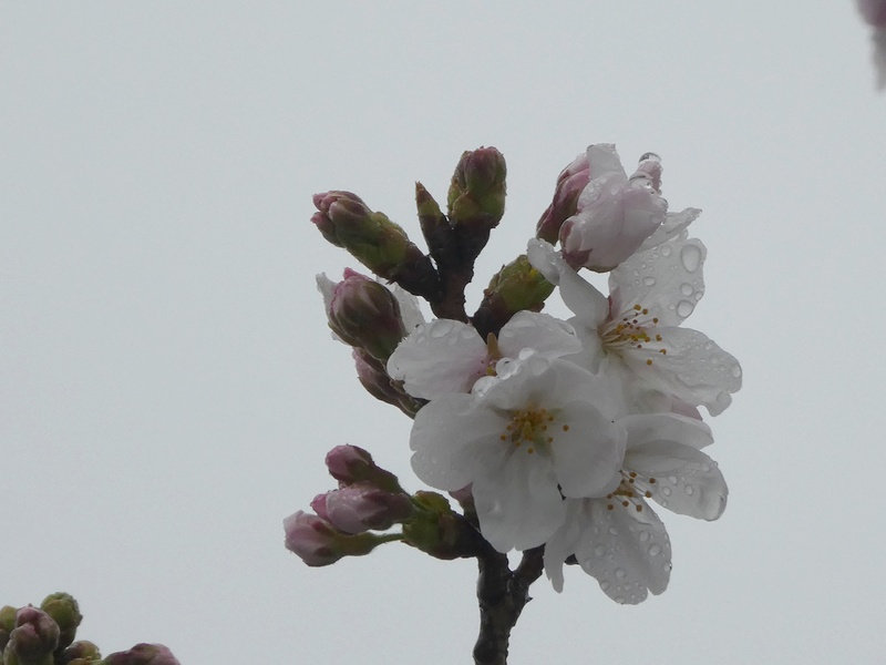 秦野市役所の桜01