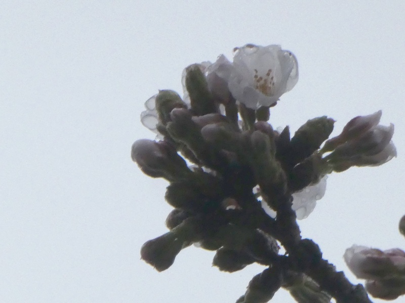 はだの桜みちの桜01