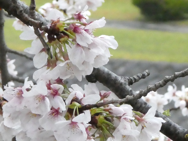 今日の桜の様子