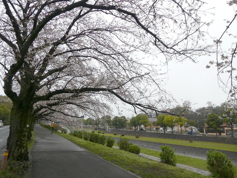 カルチャーパーク前の桜02