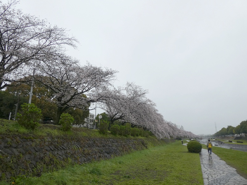 カルチャーパーク前の桜03