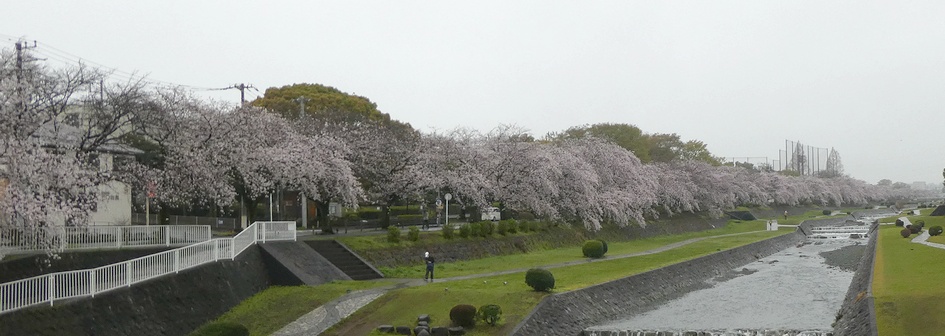 富士見大橋から見たの桜01