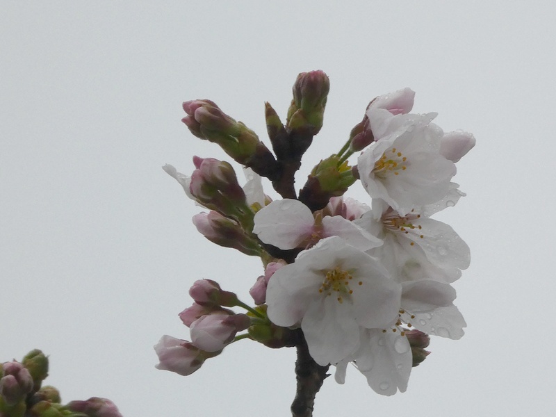 秦野市役所の桜01