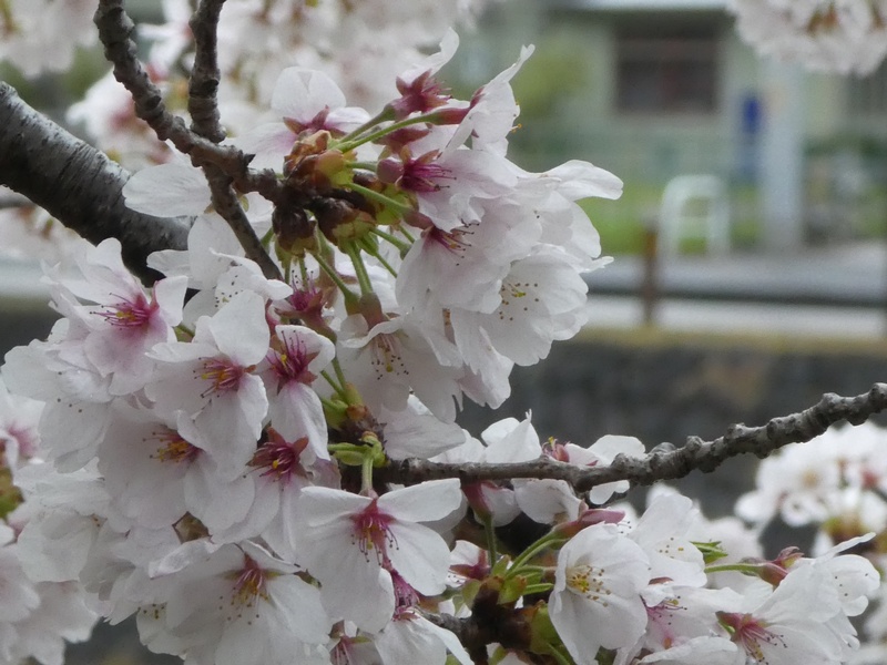 カルチャーパーク前の桜01