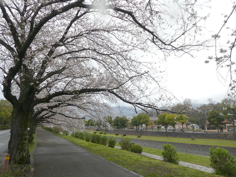 カルチャーパーク前の桜02