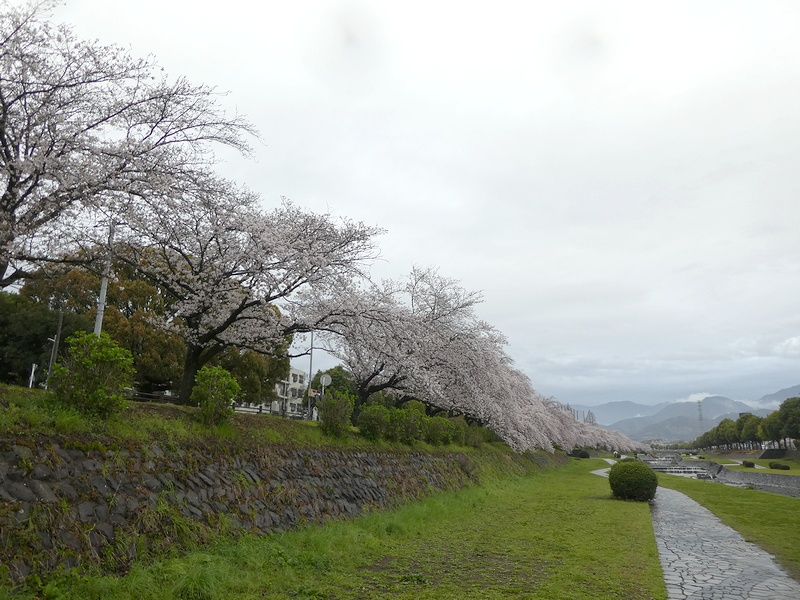 カルチャーパーク前の桜03