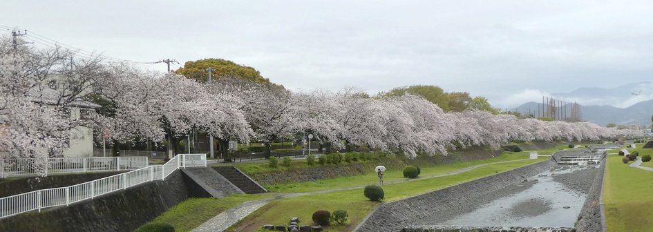 富士見大橋から見たの桜01