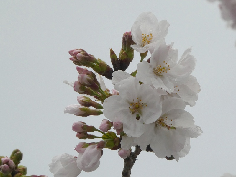 秦野市役所の桜01