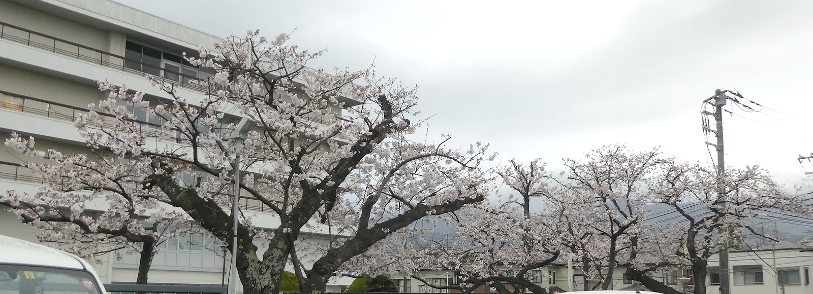 秦野市役所の桜02