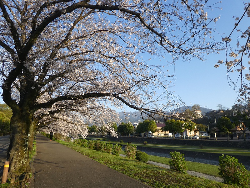 カルチャーパーク前の桜02