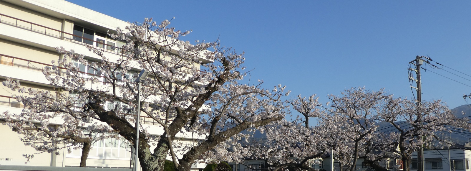 秦野市役所の桜02