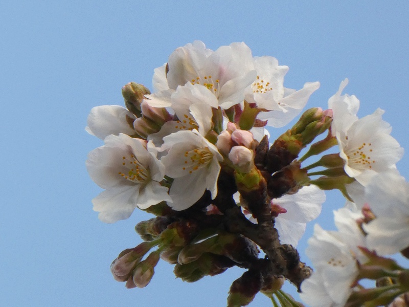 はだの桜みちの桜01