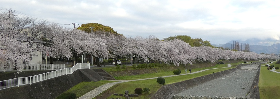 富士見大橋から見たの桜01