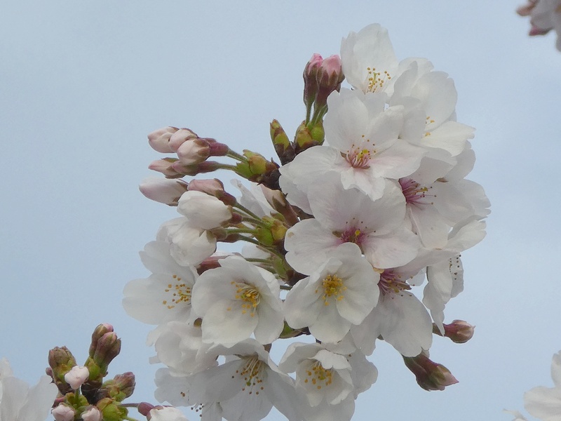 秦野市役所の桜01