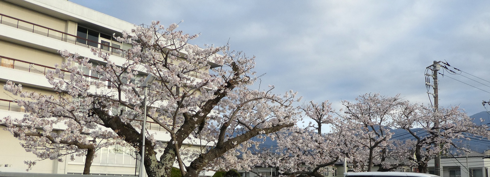 秦野市役所の桜02