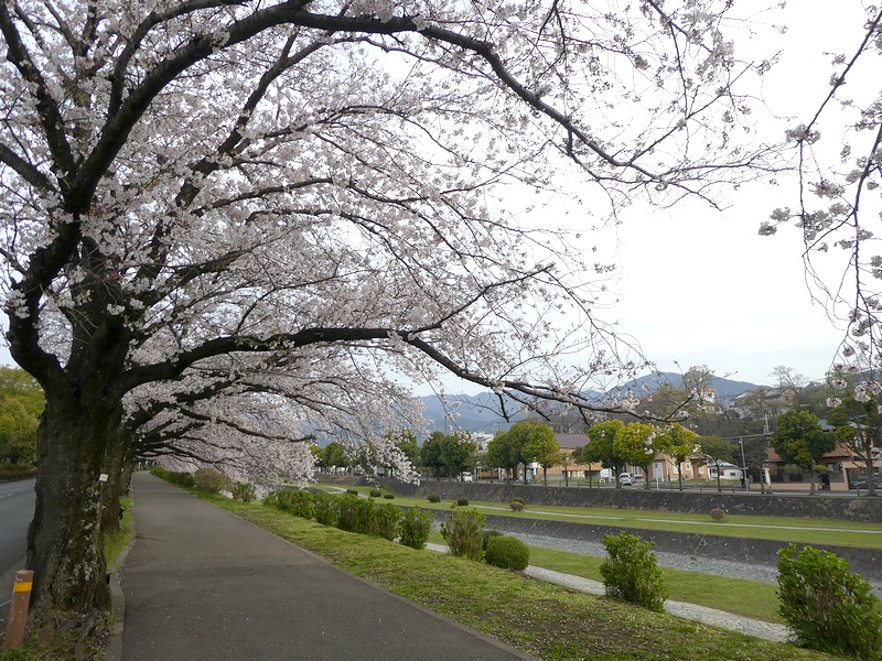 カルチャーパーク前の桜02