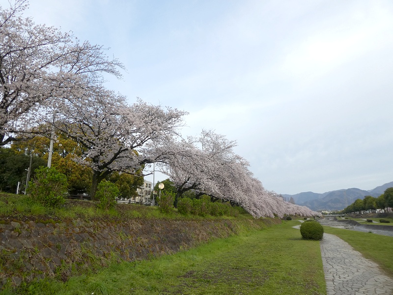 カルチャーパーク前の桜03