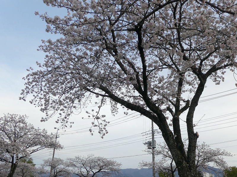 はだの桜みちの桜02