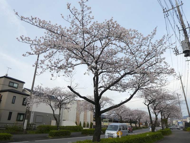 はだの桜みちの桜03