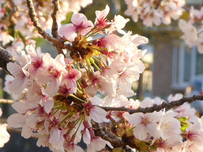 カルチャーパーク前の桜01