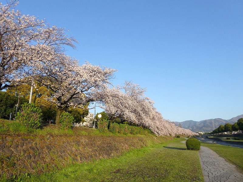 カルチャーパーク前の桜03