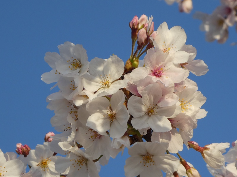 秦野市役所の桜01