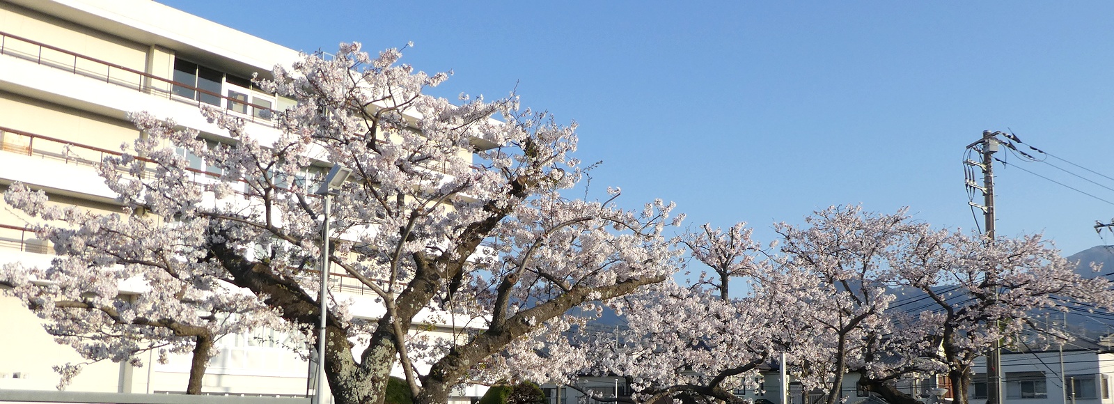 秦野市役所の桜02