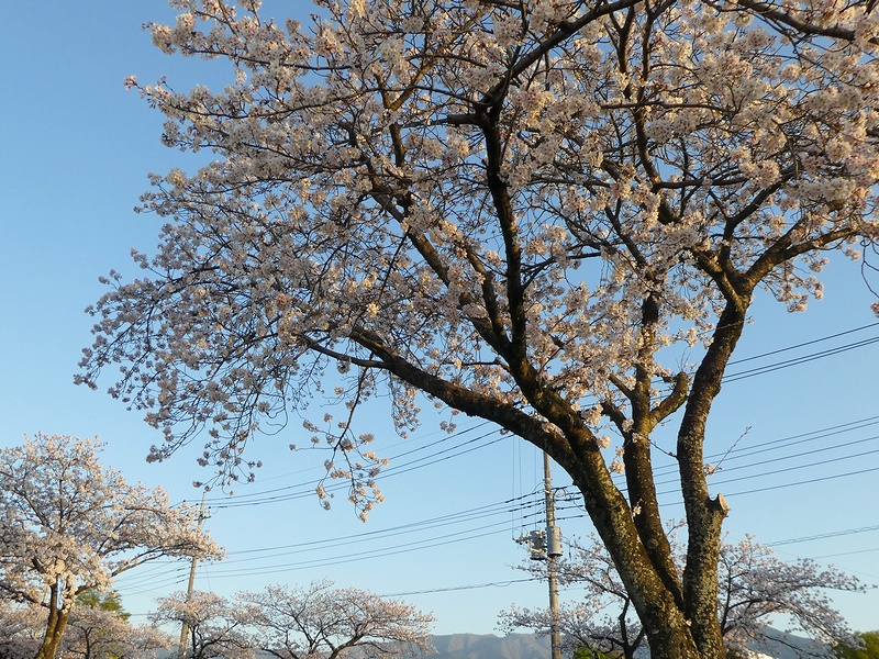 はだの桜みちの桜02