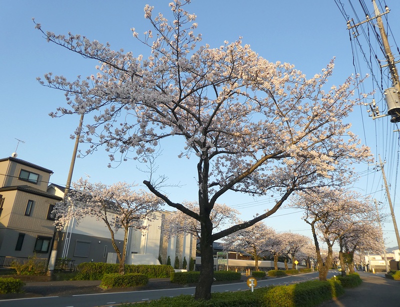 はだの桜みちの桜03