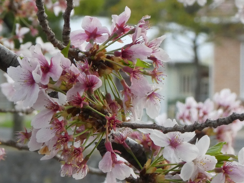 カルチャーパーク前の桜01