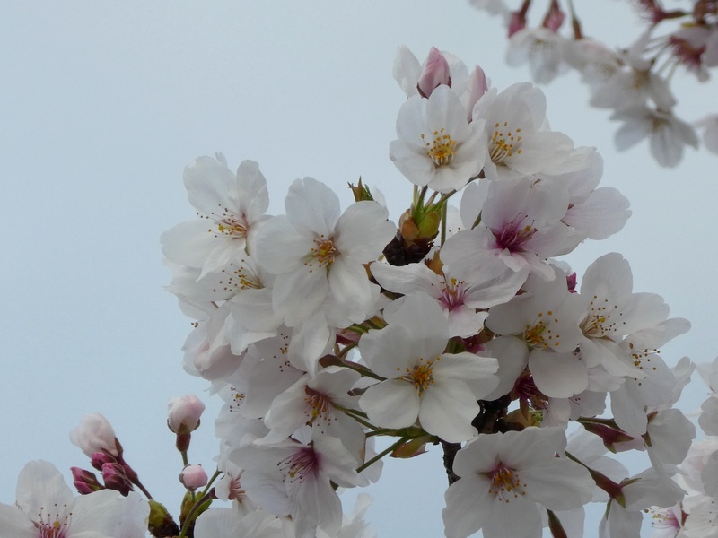 秦野市役所の桜01