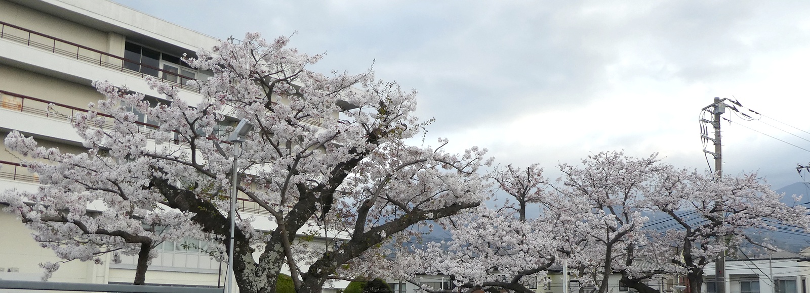 秦野市役所の桜02