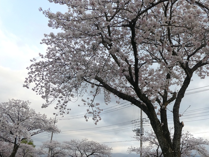 はだの桜みちの桜02