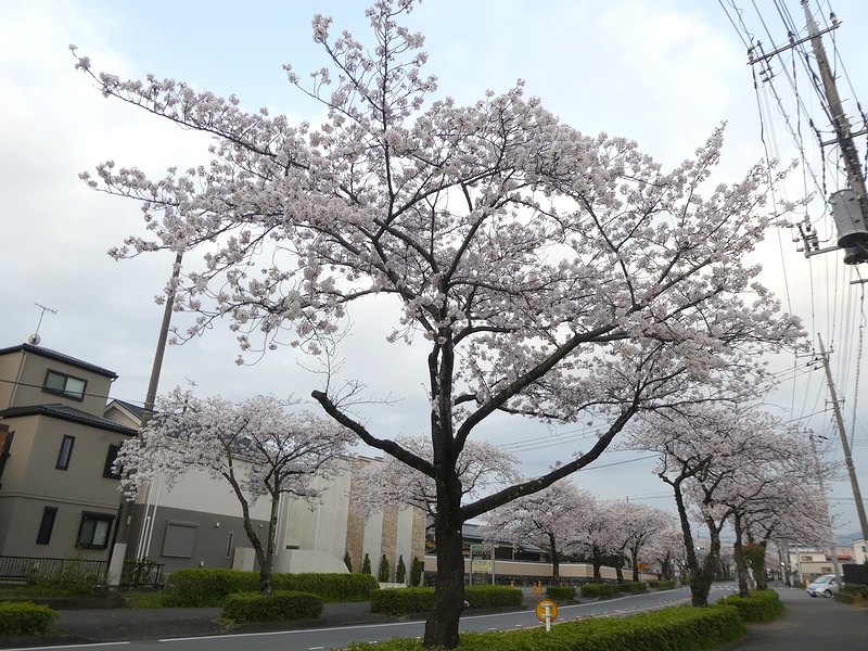 はだの桜みちの桜03