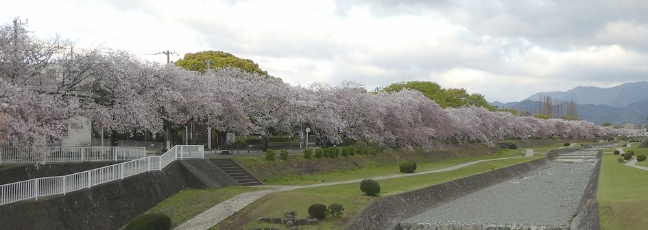 富士見大橋から見たの桜01