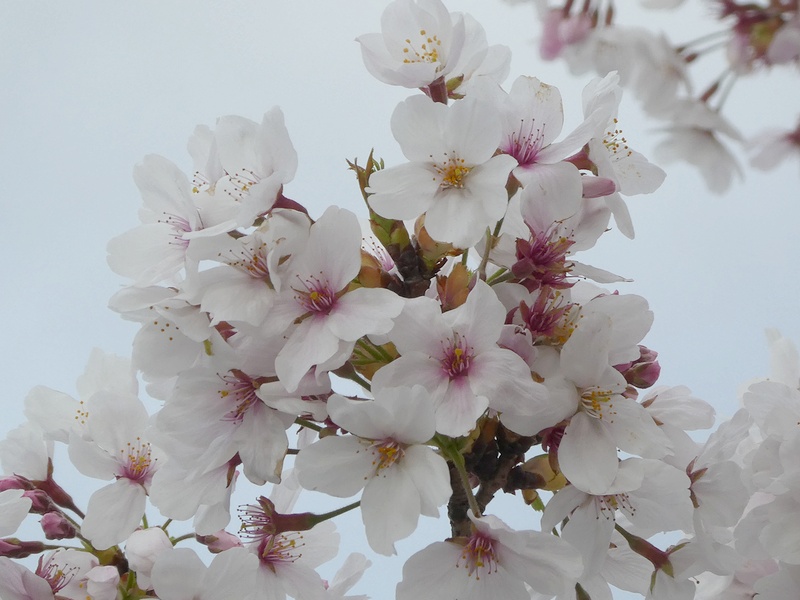 秦野市役所の桜01