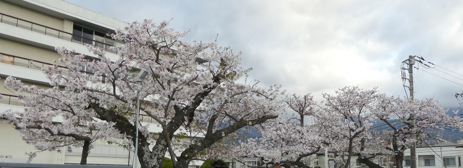 秦野市役所の桜02