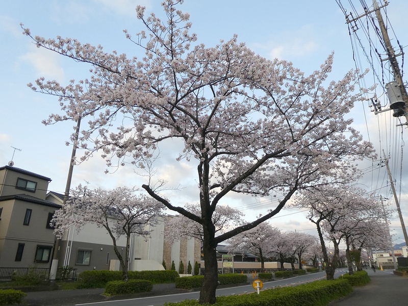 はだの桜みちの桜03