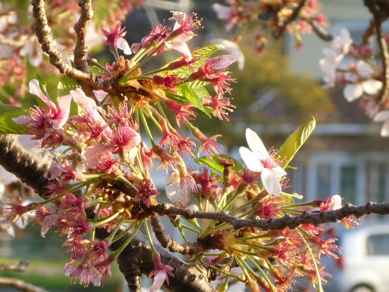 今日の桜の様子