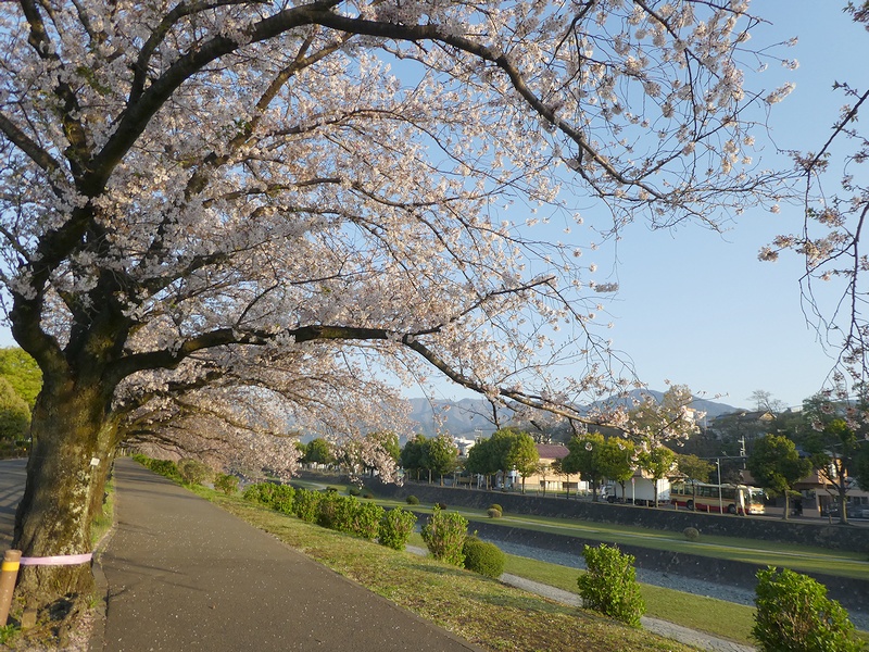 カルチャーパーク前の桜02