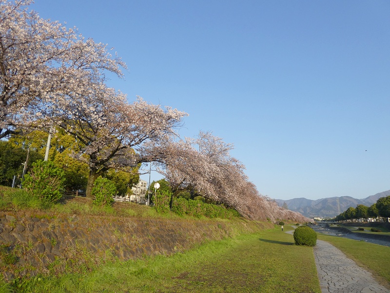 カルチャーパーク前の桜03