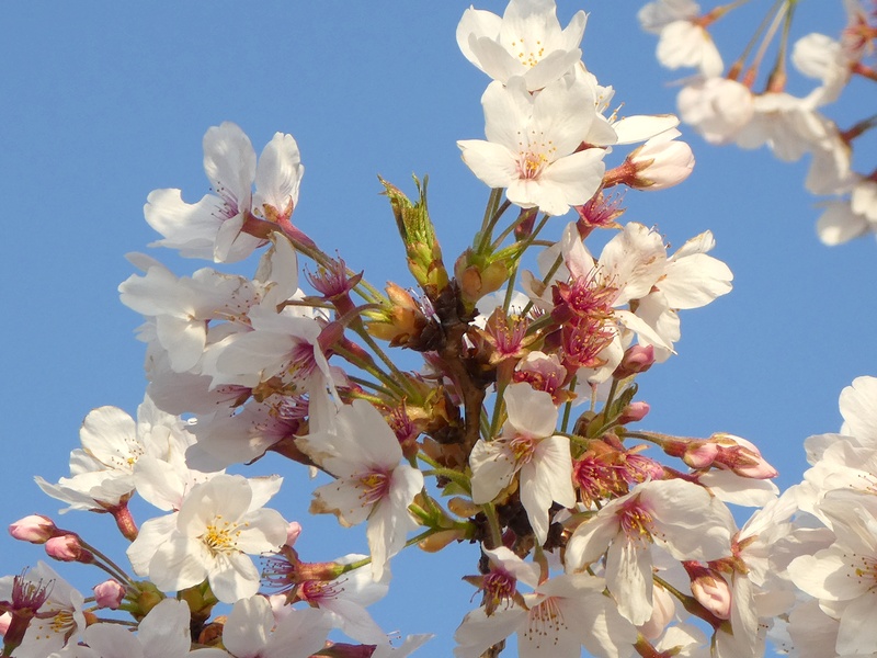 秦野市役所の桜01