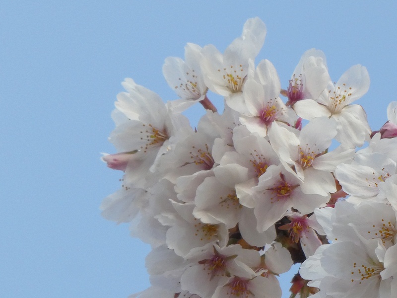 はだの桜みちの桜01