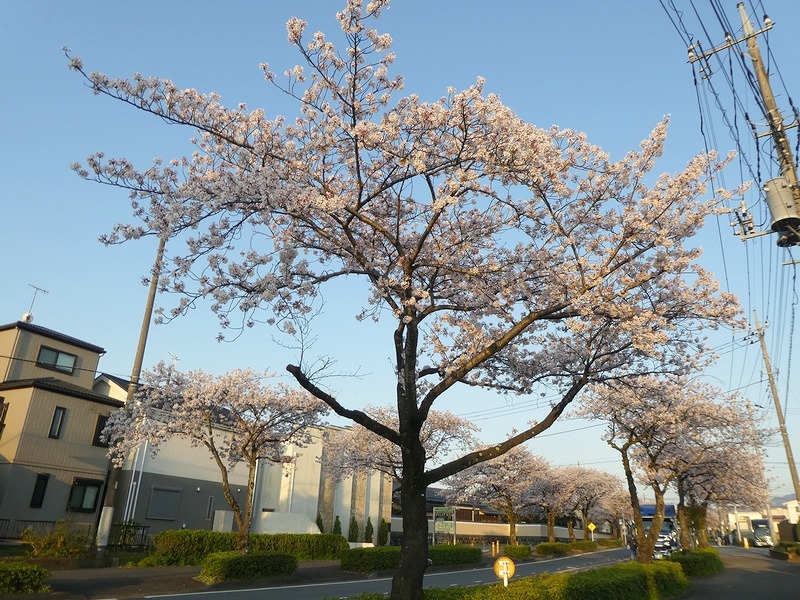 はだの桜みちの桜03