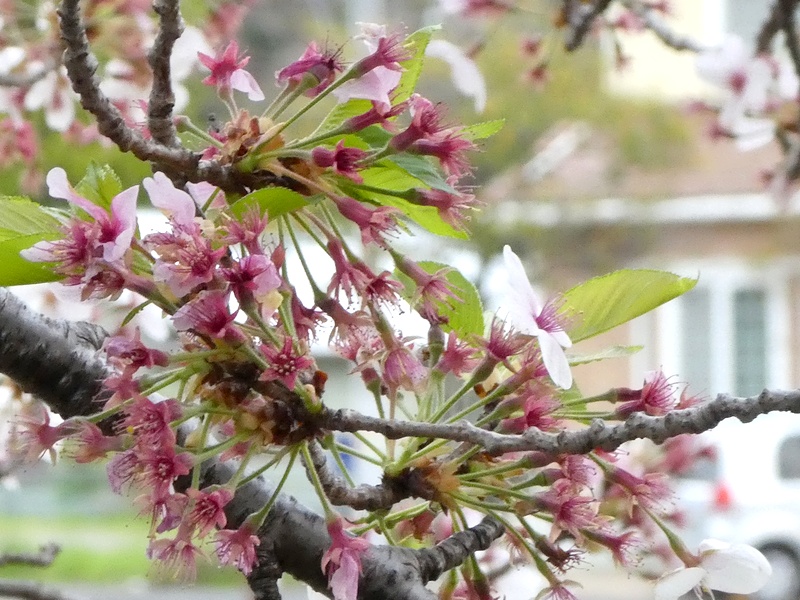 カルチャーパーク前の桜01