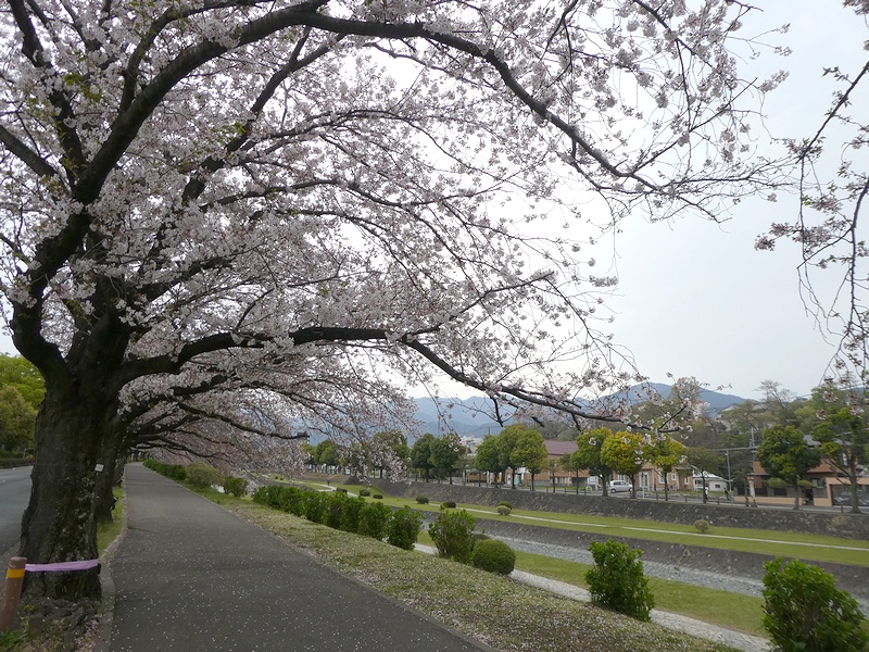 カルチャーパーク前の桜02