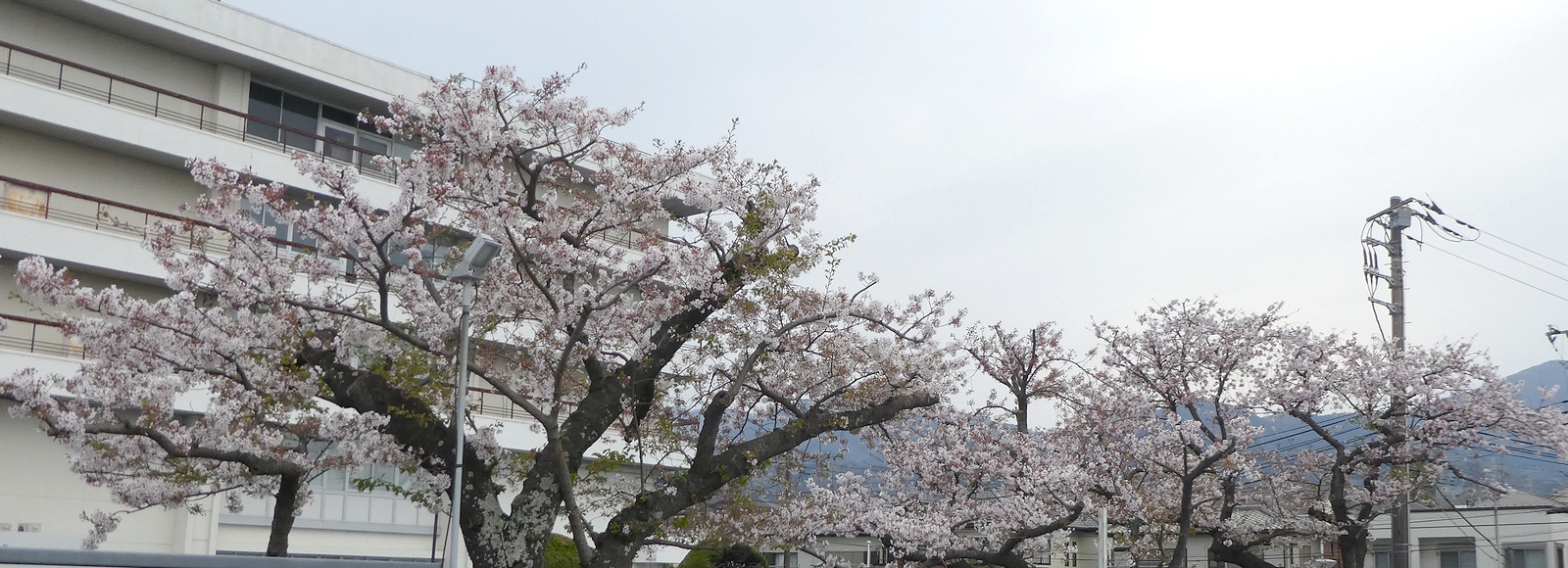 秦野市役所の桜02