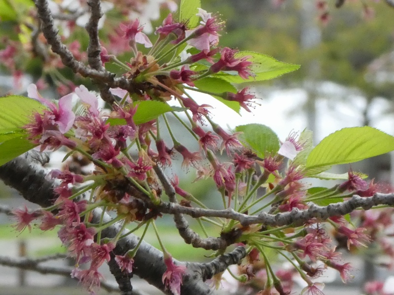 カルチャーパーク前の桜01