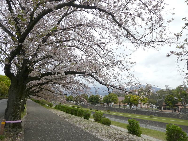 カルチャーパーク前の桜02